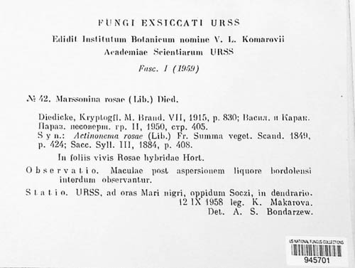 Diplocarpon rosae image